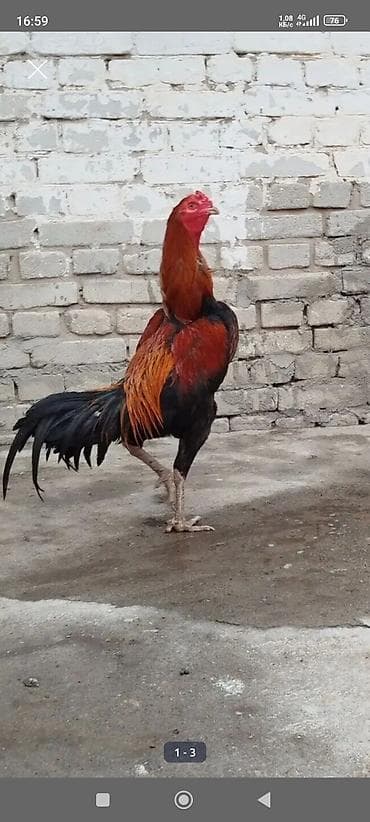 кокер спаниель цена: Продаю | Петух | Бойцовая | Для разведения — 5