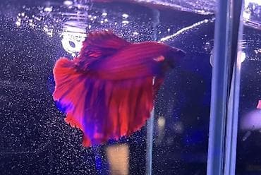 кой козулу: Петушок Betta splendens, самец, вуалехвост. - Окрас: насыщенный — 2