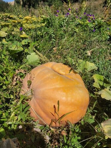 продам тыкву: Тыква, кормовой выращенная в условиях огорода, представлена в разных — 1