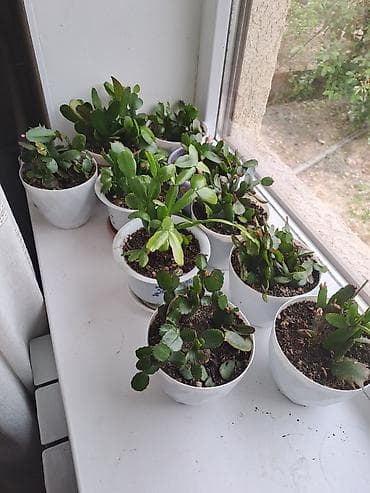 Комнатные растения: Декабрист (Schlumbergera) в горшке — комнатный цветок с зимним — 5