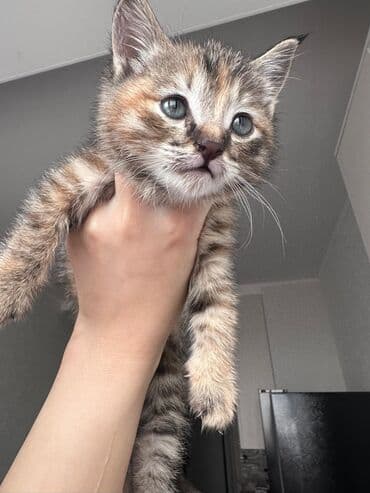 куплю недорого щенка немецкой овчарки: Кошка даром: Беспородная, 1 месяц, Девочка, Приучена к лотку, Проглистована — 1