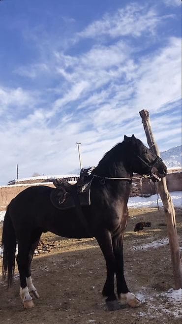 каракол кой: Продаю | Конь (самец) | Рабочий, Конный спорт — 1