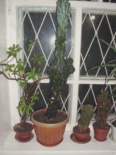 растения для аквариума: Продаю комнатные расстения,кактусы.фикус.денежное дерево,королевская — 5