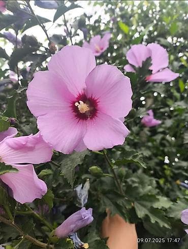 лаванда: Саженцы цветка: Гибискусы садовые — 1