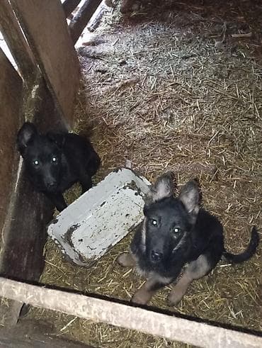 собаки бишкек: Авчарка кучуктор 3-жарым ай болду прививкаланган 2-ургачы Кучук калды — 1