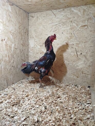 наполнители для кошек: Продаю | Куры — 10