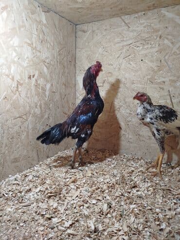 витамины для животных: Дакан короздор сатылат алмашу жолдору бар адрес Заря Тынчтык конушу — 2