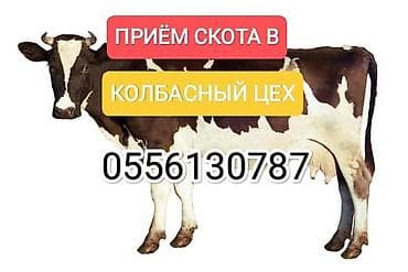 Колбасный цех : Коровы, быки, Лошади, кони, | Круглосуточно, Любое состояние, На забой, на мясо — 1