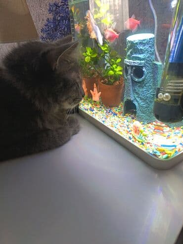 аквариум балыктары: Аквариумный комплект для домашних рыб вместе с рыбами 2 сомика петушок — 2