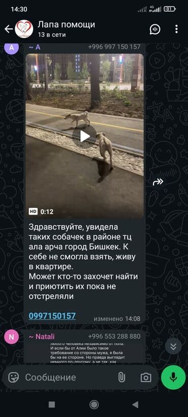 отдам собаку в добрые руки: Собака даром: 7 месяцев, Самец — 6