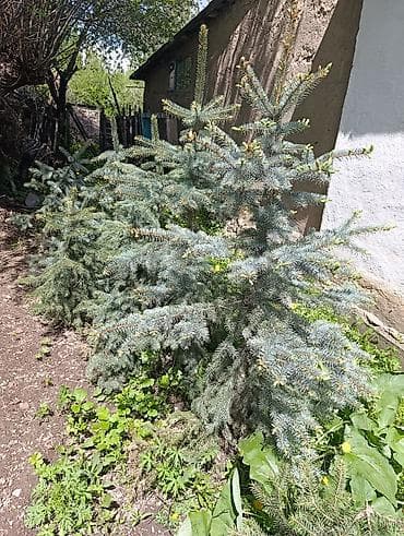 уличные растении: Ель голубая (Picea pungens, «колючая ель») — саженцы для озеленения — 2