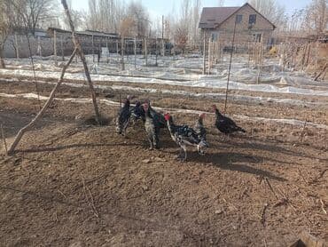 продажа кормов для сельскохозяйственных животных: Продаю | Индюк (самец) | Для разведения | Племенные — 3