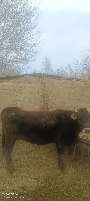 кормовой морковка: Продаю | Корова (самка) | На откорм — 6