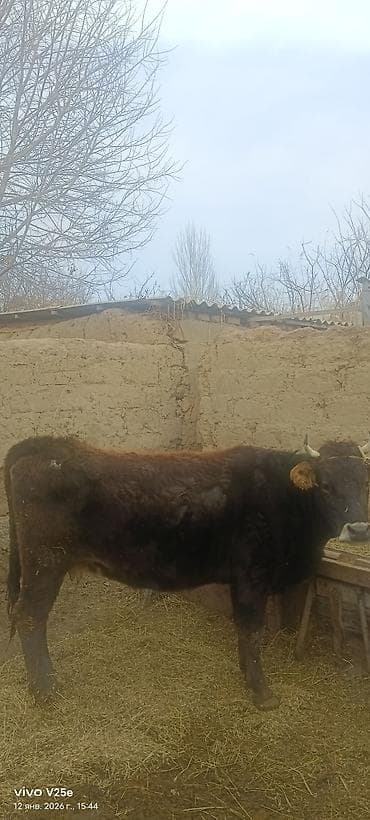 ящик оптом: Продаю | Бык (самец) | Полукровка | На откорм — 5