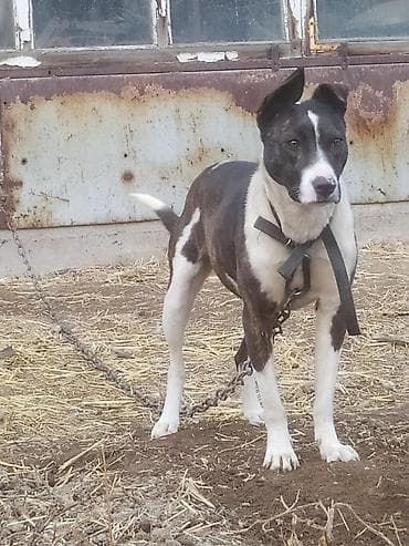 Питбуль, 1 год, Самка