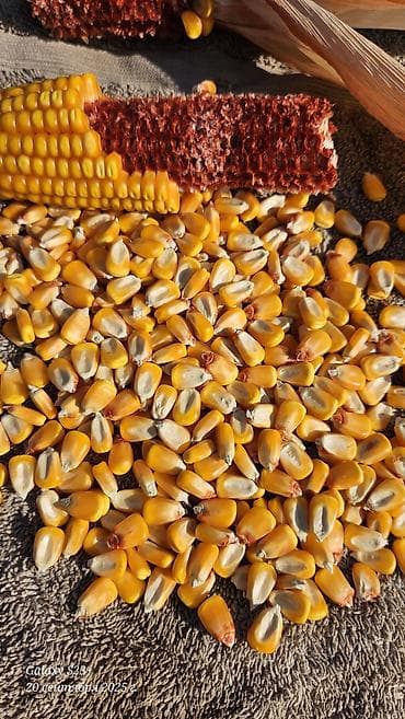 продам мясо: Кукуруза зерновая. На фото представлено очищенное кукурузное зерно — 2