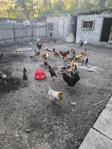 кошка домашний: Продаю | Куры | Домашняя | Несушки — 2