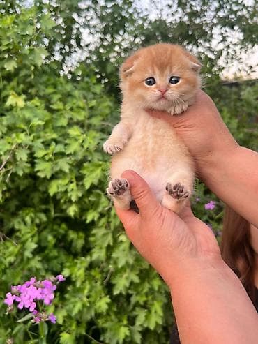 Шотландский вислоухий котёнок (скоттиш-фолд), окрас золотая шиншилла