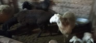 Лошади, кони: Продаю | Овца (самка) | Для разведения | Матка — 2