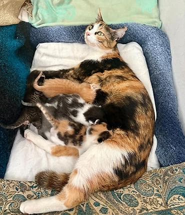 Ищем добрые и заботливые семьи, которые смогут подарить котятам