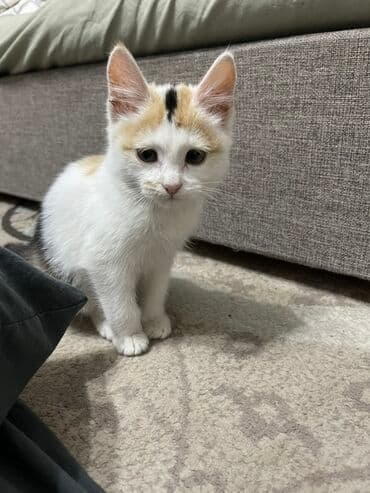 домик для кошек: Кошка даром: Беспородная, 3 месяца, Девочка, Приучена к лотку, Проглистована — 1