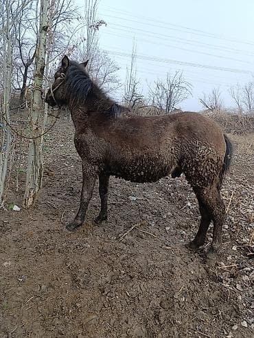 собака лабладор: Продаю | Жеребенок | Рабочий — 4