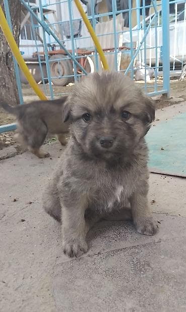 приюты для животных: Отдаю щенят в добрые руки 🐶 Очень ласковые, игривые, уже начинают — 5