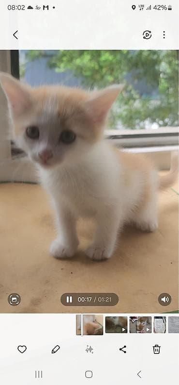 golden retriver: КОТЯТА ПАРОДИСТЫЕ ПАПА ВИСЛОУХО МАМА ТАББИ Окрас: рыже-белые и — 1