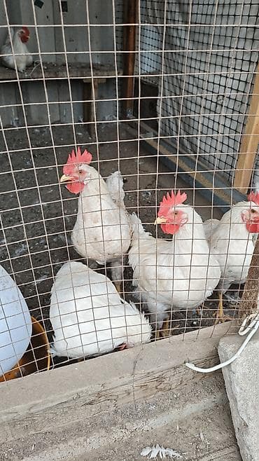 живой корм: Продаю | Куры | Леггорн | Несушки — 3