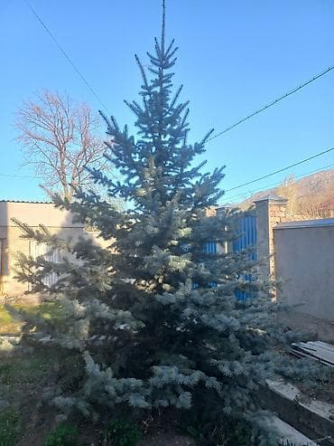 тулпар лес: Иссык кульские голубые ели,высота 2,9-3 метра — 2