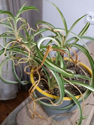 семена пшеницы цена: Продам отросток дикой фасоли кушать нельзя очень красивое дерево — 4