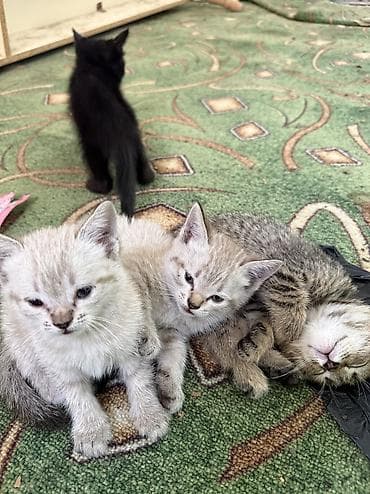 Отдам даром кошку: Кошка даром: Беспородная, 1 месяц, Мальчик — 3
