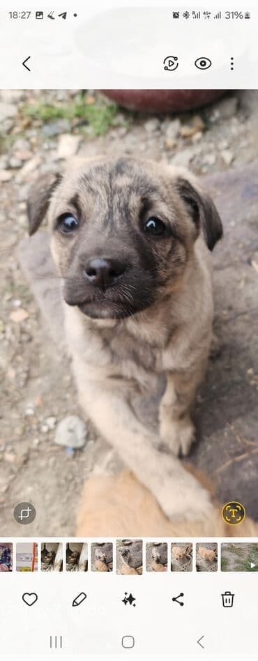 Продажа собак: Щенки метисов, короткошёрстные и пушистые. В помёте есть малыши — 1