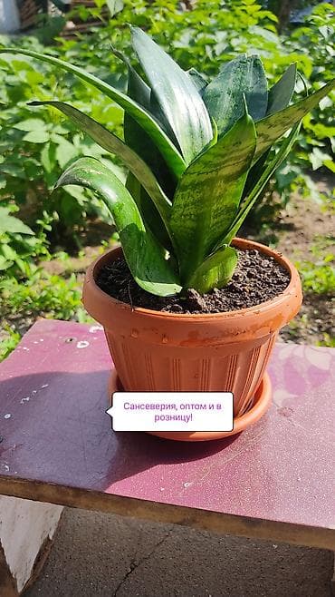 драценна: Сансевиерия (Sansevieria) в горшке - Компактный сорт с широкими — 1