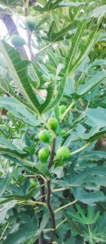 купить саженцы павловнии в бишкеке: Продаю саженцы инжира. Возраст 1 год 8 месяцев. Саженцы растут в — 1