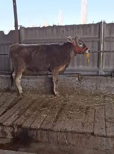 телята сементал: Продаю | Тёлка | Швицкая | Для молока | Племенные — 3