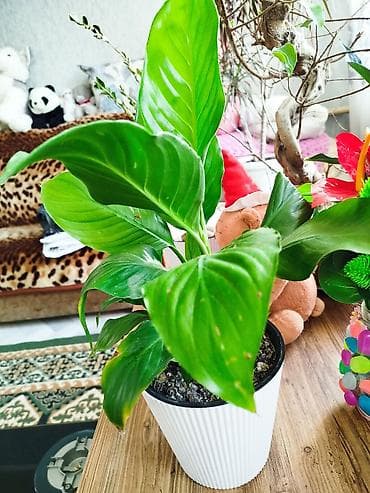 спатифилиум гигант: Спатифиллум (Spathiphyllum) в декоративном кашпо - Компактный куст с — 2