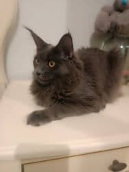 купить кошку мейн кун: Мейн-кун, окрас «голубой» (однотонный дымчато‑серый). - Порода: Maine — 2