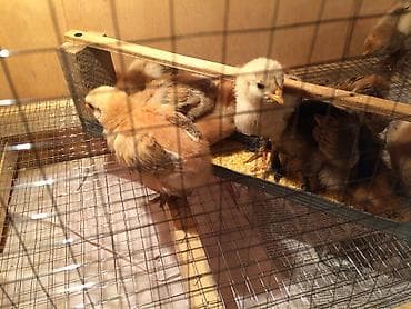 куры минорка: Брудер для цыплят. жожого бодоного коенго хомяка Брудер Размеры — 3