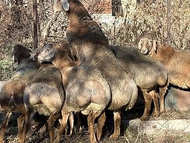 животные в ош: Продаю | Баран (самец) — 6
