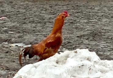 несушка инкубатор: Продаю | Куры, Петух | Дакан | Для разведения, Для боев — 2