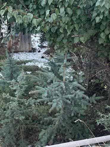 веник с совком цена бишкек: Продается — 3