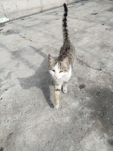 кошка белый: Кошка даром: Беспородная, 10 месяцев, Мальчик — 1