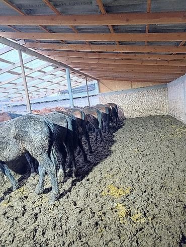 Продаю | Жеребенок | Для разведения | Племенные at lalafo.kg Продаю | Жеребенок | Для разведения | Племенные