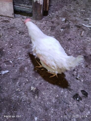 объявления о найденных собаках: Продаю | Куры | Хай-Лайн Браун | Несушки — 3