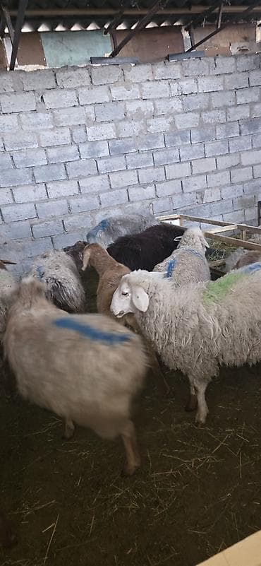 Үй жаныбарлары: Сатам | Ургаачы кой (ургаачы) — 1