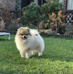 Шпиц, 9 месяцев, Самец, С прививкой at lalafo.kg Шпиц, 9 месяцев, Самец, С прививкой