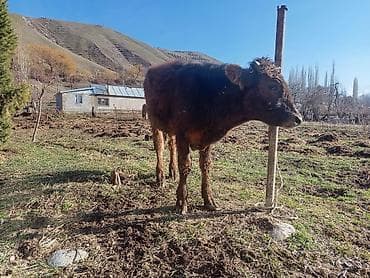 французский бульдог цена: Продаю | Бык (самец) | На откорм | Привязанные — 4