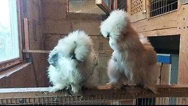 кожа куриная: Продаю | Куры | Для разведения — 3