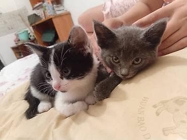 регдолл кошка: Котята, домашние, ручные. Описание: - Два ласковых котёнка: один — 1